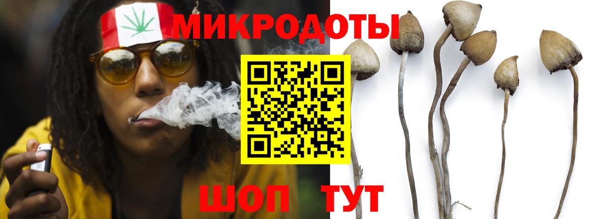 Псилоцибиновые грибы Psilocybe Сегежа